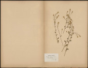 Barbarea vulgaris, plante prélevée à Hem près de Doullens (Somme, France), 13 mai 1889