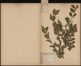 Rhamnus Catharticus (L. Sp.), Nerprun, plante prélevée à Querrieux (Somme, France), au bord du bois, 19 octobre 1889