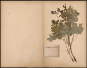 Actea Spicata, plante prélevée à Querrieux (Somme, France), dans le bois, 22 juin 1888