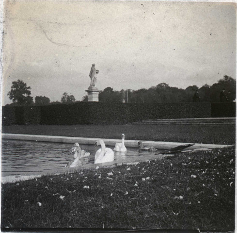 Jardins du château de Vaux - Cygnes