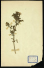 Adonis autaumnalis (Adomis d'automne), famille des Renonculacées, plante prélevée à Dromesnil (Maison), 26 mars 1938