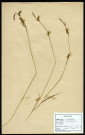 Carex panicea, famille des Cyperacées, plante prélevée à Sorrus (Pas-de-Calais), dans la lande à ulex, en juin 1969