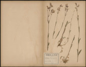 Lychnis Flos Cuculé, plante prélevée à Athies (Somme, France), dans les prés, 12 juin 1888