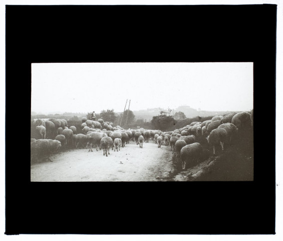 Moutons à Boves - octobre 1911