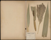 Zea Mays - Maïs - Blé de Turquie, plante prélevée à Amiens (Somme, France), dans un jardin, 16 août 1888