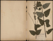 Scrofularia Novosa, plante prélevée à Doullens (Somme, France), sur un coteau boisé près de l’Authie, 12 juillet 1888