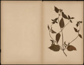 A identifier, plante prélevéeà [Lieu inconnu], n.c., [1888-1889]