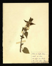 Lamium album (Ortie blanche), famille des Labiées, plante prélevée à Poix-de-Picardie (dans le parc de Poix), 23 mai 1950