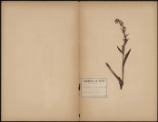 Ophrys Apifear - Fleurs en abeille, plante prélevée à Fieffes-Montrelet (Somme, France), à Montrelet dans un bois, 6 juillet 1888