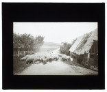 Moutons à Bourbel - août 1911