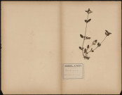 Brunella vulgaris, plante prélevée à Longueau (Somme, France), dans une prairie, 16 août 1888