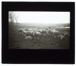 Troupeau de moutons marais de Longueau