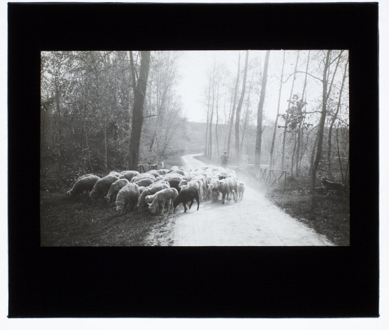 Moutons à Chaussoy-Epargny - mai 1911