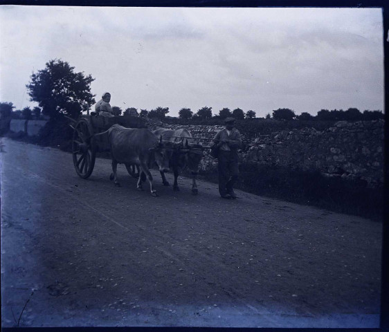 Passage d'une charrette tirée par des bœufs dans les environs du Crotoy (Somme)