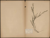 Potamogeton acutifolius, Potamées, plante prélevée à Glisy (Somme, France), dans les fossés, donné par E. Gonse, [1889-1891]