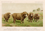 Illustrations d'animaux de ferme extraites du Journal d'agriculture pratique - Librairie Agricole de la Maison Rustique