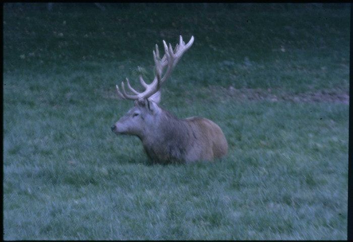 [Un cerf]