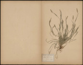 Setaria viridis, Panicum viride, Graninées, plante prélevée à Chipilly (Somme, France), n.c., 18 juin 1890