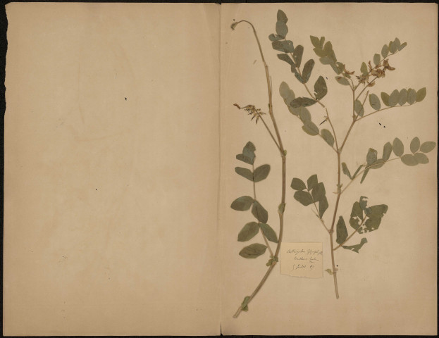 Astragalus Glycyphyllos, plante prélevée à Doullens (Somme, France) et à Lucheux (Somme, France), dans les bois, 5 juillet 1889