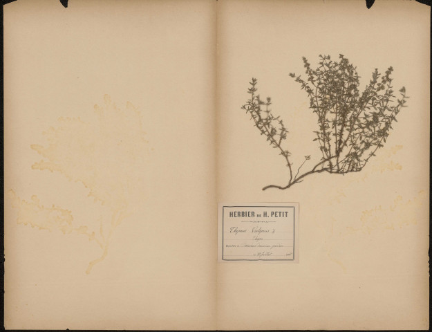Thymus Vulgaris - Thym, plante prélevée à Amiens (Somme, France), dans un jardin, 10 juillet 1888