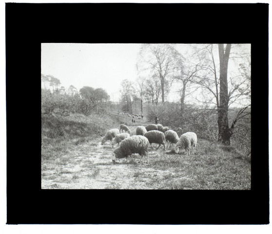 Moutons bois de Cagny - juillet 1911