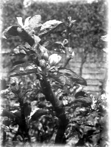Composition florale : une branche de pommier en fleurs