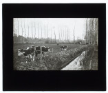 Marais à Neslette - mai 1905