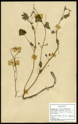 Rumex Scutatus (rumes à écussons), famille des Polygonacées, plante prélevée à Longueau (Somme, France), zone de récolte non précisée, en juin 1969
