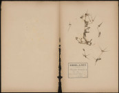 Erodium Cicutarium, Bec de Grue, plante prélevée à Dreuil (Somme, France), dans les marais, 15 mai 1888