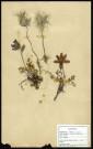 Anémone Pulsatilla., famille des Renonculacées, plante prélevée à Sailly-le-Sec (Somme, France), zone de récolte non précisée, en avril 1969
