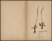 Spiranthes Antumnalis - Legit. Boileau, plante prélevée à New Brighton (Wallasey, Merseyside, Angleterre), n.c., 12 septembre 1888