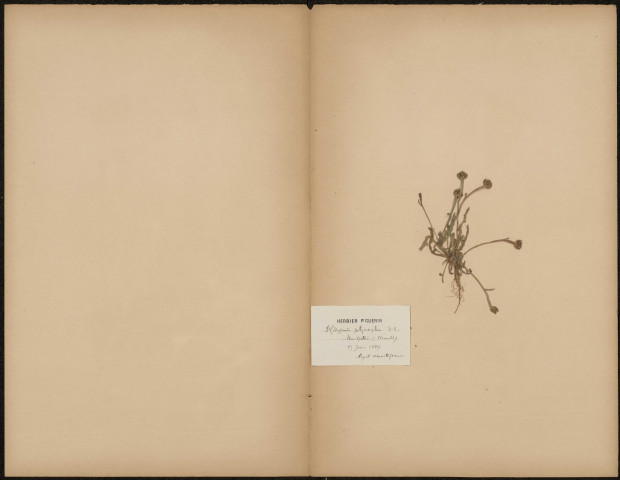 Hedypnois Polymorpha D.C. (Legit Mouillefarine), plante prélevée à Montpellier (Hérault, France), Herbier P. Guerin, 15 juin 1889