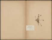 Hedypnois Polymorpha D.C. (Legit Mouillefarine), plante prélevée à Montpellier (Hérault, France), Herbier P. Guerin, 15 juin 1889