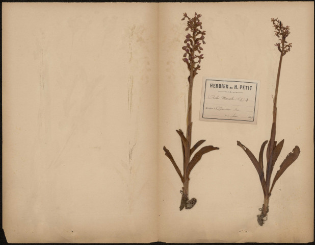 Orchis Mascula, plante prélevée à Querrieux (Somme, France), dans le bois, 6 juin 1889