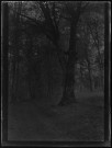 forêt de Compiègne - juin 1905
