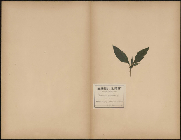 Parietaria Officinalis - Parietaire, plante prélevée à Cagny (Somme, France), près d'un mur du château, 29 juin 1888