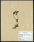 Veronica Officinals, famille des Scrofulariacées, plante prélevée à La Chaussée-Tirancourt (Somme, France), au Camp César, en mai 1969