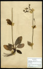 Hieracium Silvaticum Lam., famille des Composées, plante prélevée à Boves (Somme, France), à l'étang Saint-Ladre, en mai 1969