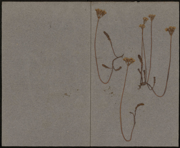 Helleborus Foetidus, plante prélevée à Querrieux (Somme, France), dans le bois de Querrieux, mars 1886