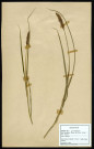 Carex Disticha Huds, famille des Cypéracées, plante prélevée à La Chaussée-Tirancourt (Somme, France), au Camp César, en mai 1969