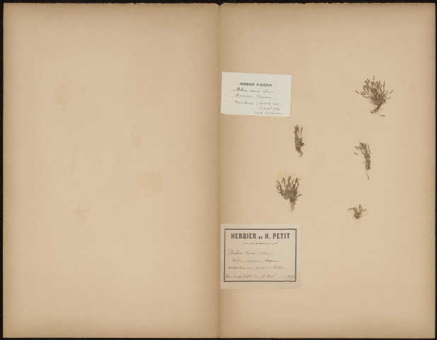 Mibora Verna (Avans) - Mibora minima (Devaux) - (Legit C. Copineau), plante prélevée à Beauchamp (Val-d'Oise, France), dans une carrière de sable, Herbiers P. Guérin et H. Petit, 13 avril 1889