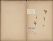 Mibora Verna (Avans) - Mibora minima (Devaux) - (Legit C. Copineau), plante prélevée à Beauchamp (Val-d'Oise, France), dans une carrière de sable, Herbiers P. Guérin et H. Petit, 13 avril 1889