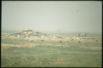 [Un troupeau de moutons dans les prés salés de la Baie de Somme]