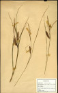 Carex ampullacea Good, famille des Cypéracées, plante prélevée à Grandvilliers (Oise, France), zone de récolte non précisée, en juin 1969
