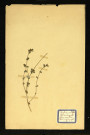 Lotus cormiculatus (Lotier cornicule), famille des Papilionacées fortées, plante prélevée à Dromesnil (Pré), 6 juin 1938