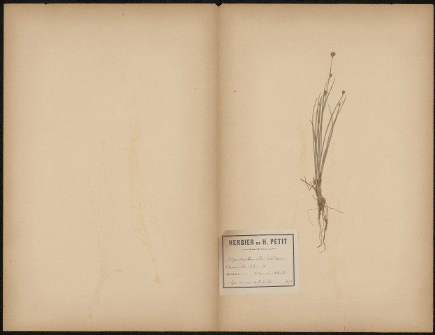 Rhynchospora alba (Legit Dacheux), plante prélevée à Abbeville (Somme, France), dans les environs d’Abbeville, 9 juillet 1889