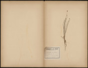 Rhynchospora alba (Legit Dacheux), plante prélevée à Abbeville (Somme, France), dans les environs d’Abbeville, 9 juillet 1889