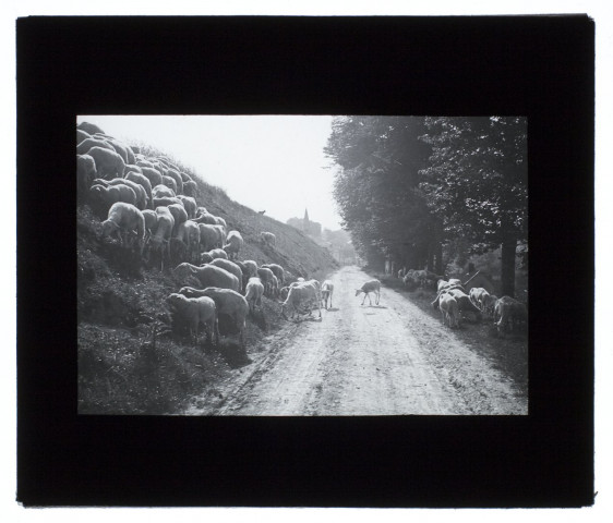 Moutons à Blangy-Tronville - 1906