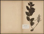 Melittis Melissophyllum, plante prélevée à Les Andelys (Eure, France), Herbier P. Guérin, 1er juin 1889