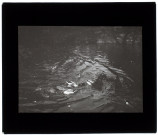 Canards étang de Pont-Remy - novembre 1909